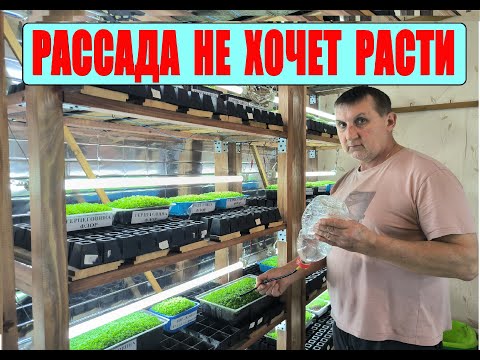 Видео: РАССАДА ТАБАКА не хочет расти. Что-то с этим надо делать. Отправляем посылки. Наша ЖИЗНЬ В ДЕРЕВНЕ.