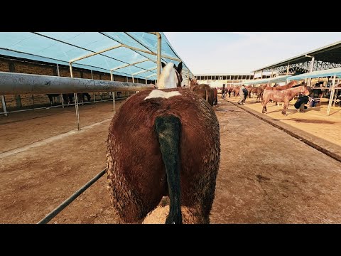 Видео: ТОШКЕНТ ОТ БОЗОР! КОННЫЙ РЫНОК ТАШКЕНТА! HORSE MARKET!
