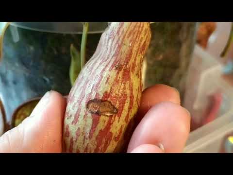 Видео: Nepenthes. Срезаю кувшины Непентеса. Нужно ли срезать кувшины?