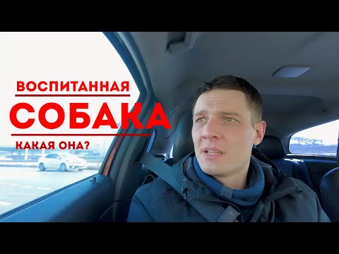 Видео: ВОСПИТАННАЯ собака. На что смотреть? О чём думать? Как начать?
