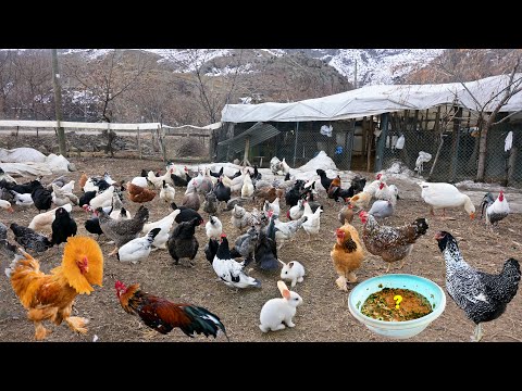 Видео: Подмешивание новых цыплят в стадо - Отправка кроликов - Сбор яиц после работы на ферме