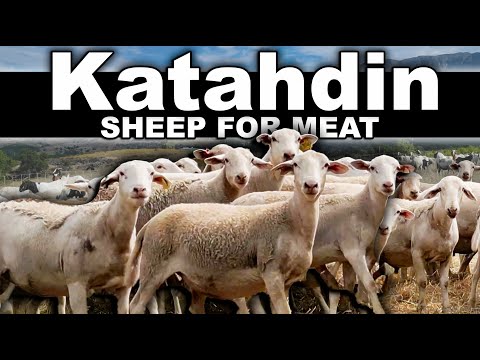 Видео: РАЗВЕДЕНИЕ ОВЕЦ ПОРОДЫ КАТАХДИН НА МЯСО | Шерстяные овцы и козы травяного откорма в Калифорнии //...