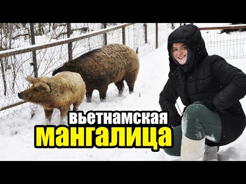 Видео: ВЬЕТНАМСКИЕ СВИНЬИ + МАНГАЛИЦА. Наш опыт, ошибки, содержание зимой