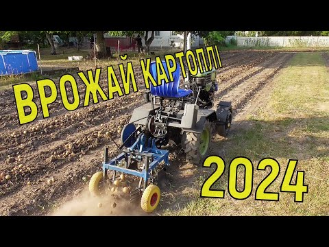 Видео: Урожай картошки 2024