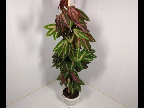 Видео: Монолог про цветок - Пассифлора трехполосная (Passiflora trifasciata)