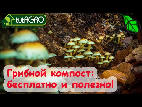 Видео: КОМПОСТ С ГРИБАМИ! Дары леса - грибы! Не только жарить, но и компостировать! Очень ценное удобрение.