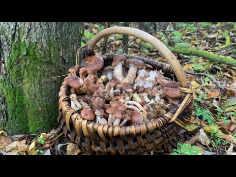 Видео: Опеньки просто всюди!!! Зібрав найкращі Гриби