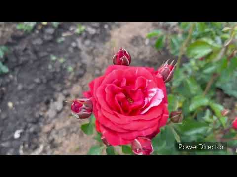 Видео: Обзор плетистых роз (часть первая)