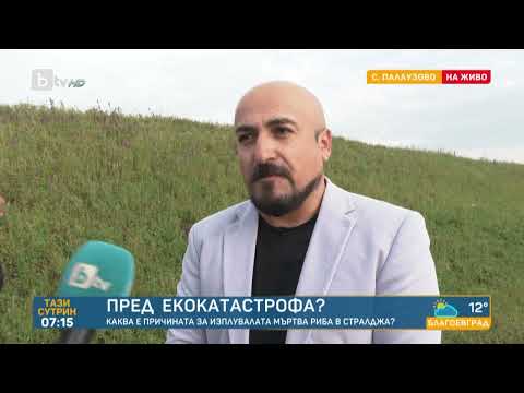 Видео: Екокатастрофа? Мъртва риба край Стралджа | "Тази сутрин" - БТВ
