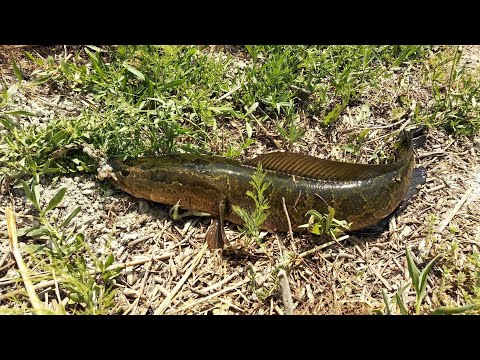 Видео: Уруглаш пайтида КАТТА ИЛОНБОШ.!!!