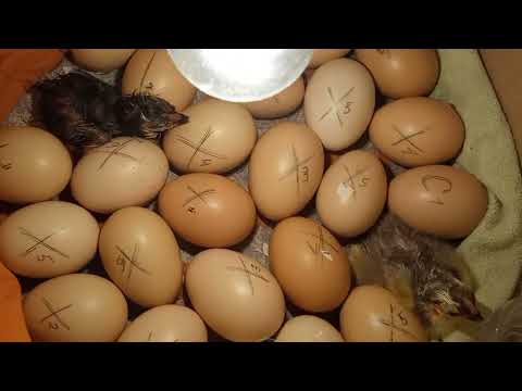 Видео: первые цыплята с самых свежих яиц
