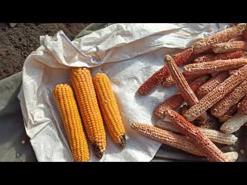 Видео: Как лущить початки кукурузы.Заготавливаю зерно для дробления...