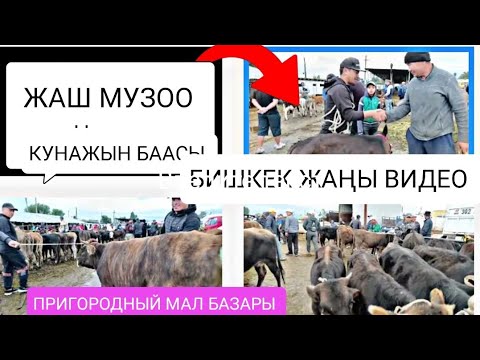 Видео: ЖАШ МУЗОО ЖАНА КУНАЖЫН БААСЫ ПРИГОРОДНЫЙ МАЛ БАЗАР 7-СЕНТЯБРЬ 2024ж