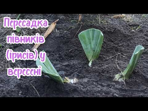 Видео: Як правильно пересаджувати та ділити півники ( іриси) у вересні