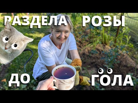 Видео: ПОСЛЕДНЯЯ ОБРЕЗКА РОЗ. Обкромсала по полной программе! 25 июля 2024 г.