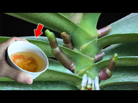 Видео: Просто полейте его один раз! Бесцветная орхидея внезапно пускает корни и цветет как сумасшедшая!