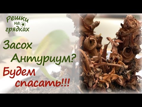 Видео: Засох антуриум?! Можно реанимировать антуриум и спасти его!!! Видео от 15.02.2019