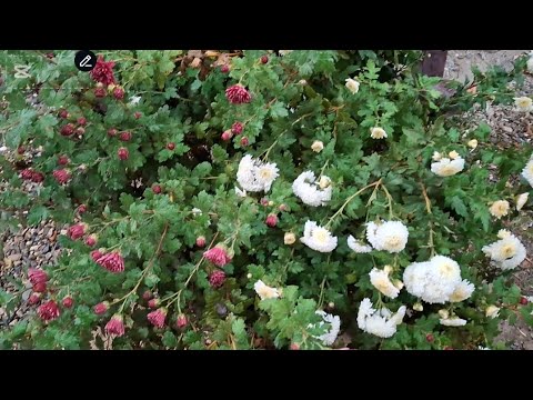 Видео: ❄️🌧🌨КИШ КЕЛДИМИ НИМА ДЕЙСИЗ😬🤧🥶🤣🤣🤣