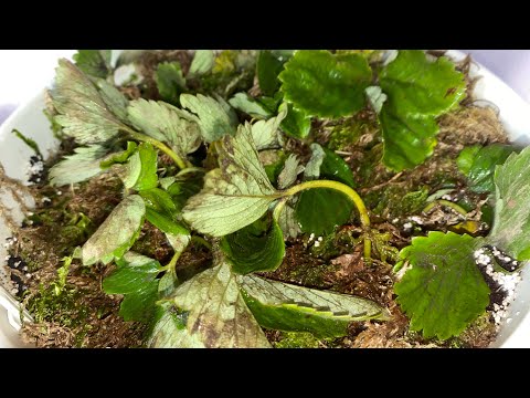 Видео: Саджаю вдома полуницю🪴картопля з розмарином 👍діло було ввечері 😊