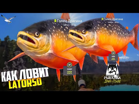 Видео: Русская рыбалка 4.🎣 р. Нижняя Тунгуска🐬🐬💦 КАК ЛОВИТ LATORSO 👀