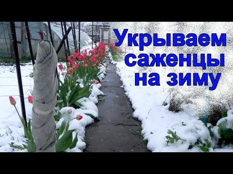 Видео: Орех Идеал  Как укрыть молодые деревья и саженцы на зиму