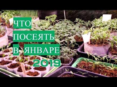 Видео: Что Посеять В Январе. Это Точно Можно!