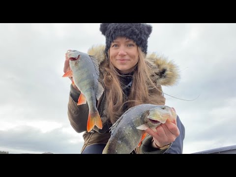 Видео: РЫБАЛКА В ЗАЛИВЕ. Ловля Осеннего Окуня на спиннинг. Рыбака на Окуня на Севере.