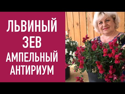 Видео: Львиный зев ампельный - антириум . Выращивание .
