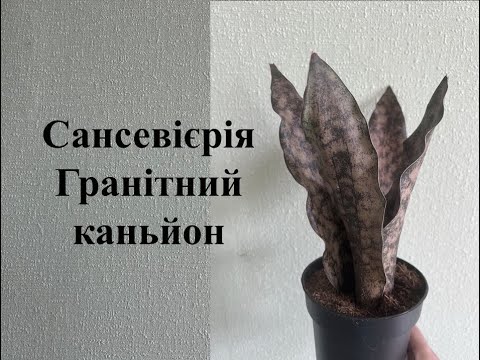 Видео: Сансевієрія Гранітний каньйон
