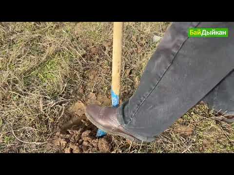 Видео: Топуракты анализге кантип берет? Пайдалуу маалымат