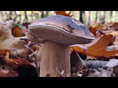 Видео: Гриби осінніх Карпат