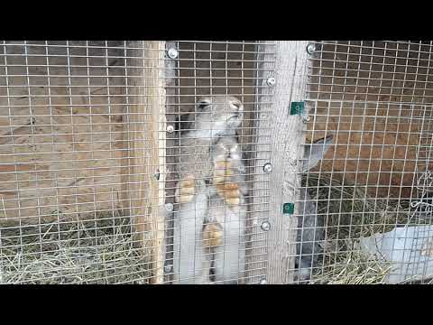 Видео: Миксоматоз.Как я вылечил миксоматоз у крольчихи