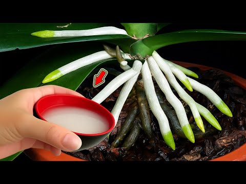 Видео: Я налил чашку! Бесцветная орхидея внезапно расцвела и вышла из-под контроля!
