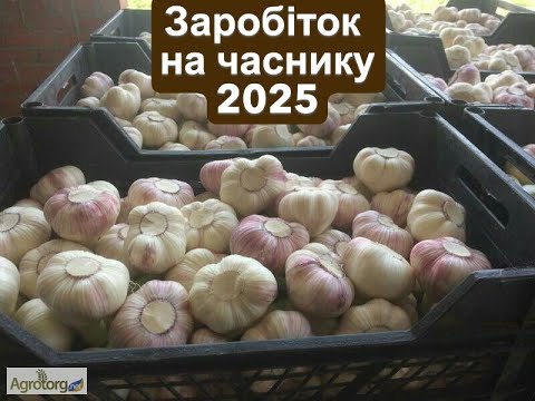 Видео: Як продати часник в 2025 році