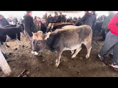 Видео: Музоо-Торпок/ шок баа😱😱/ Каракол мал базар/ 19-октябрь