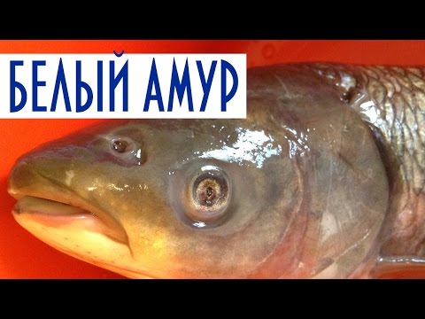 Видео: Рыба горячего копчения. Белый Амур