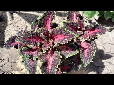 Видео: Колеусы в начале июля. 👀🌺