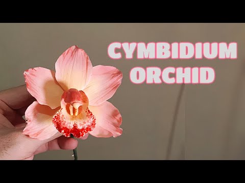 Видео: ОРХИДЕЯ ЦИМБИДИУМ (Гаммаста, глина, холодный фарфор) Видеоблог 15 от Marckevinstyle