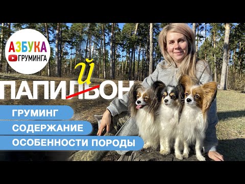 Видео: Папийон - груминг, уход, содержание. Выбор щенка