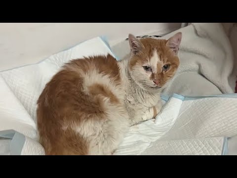 Видео: Она изо всех сил ползла ко мне, как будто говоря: «Пожалуйста… помоги мне!»