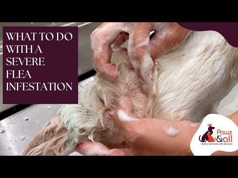 Видео: Трёхногая собака, сильно заражённая блохами, получает облегчение