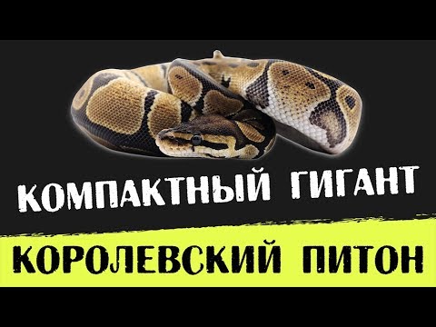 Видео: Содержание королевского питона