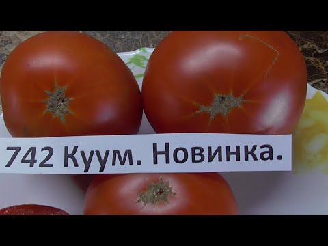 Видео: Томат Куум, созревший в теплице. Новинка. №742. Дегустация в мае.Ольга Чернова