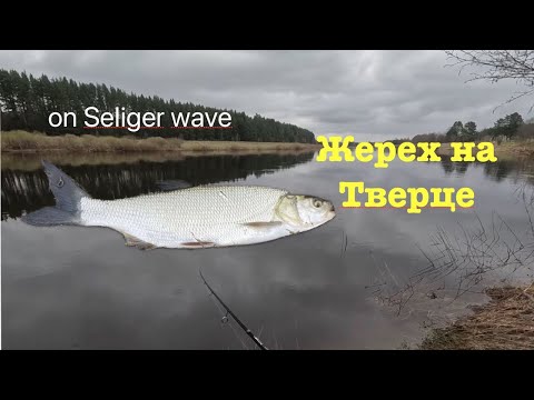 Видео: Жерех на Тверце
