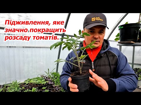 Видео: Розсада томатів одразу стає пишним та міцним кущиком!