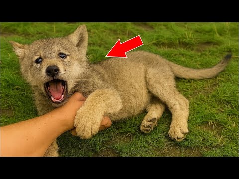 Видео: Волчонок схватил мужчину за руку и умолял не уходить. То, что произошло дальше, тронет вас до слёз!