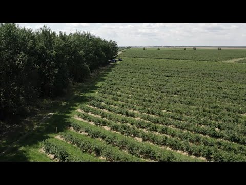 Видео: ОАО "Почапово". "Подробности" 19.01.2024