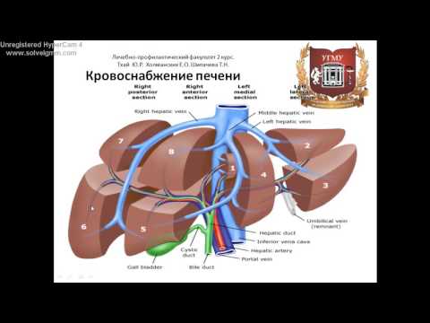 Видео: Печень: топография, строение, функции, кровоснабжение, иннервация, регионарные лимфаузлы