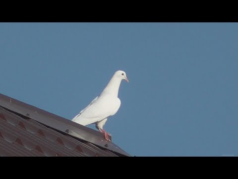 Видео: Всё тот же белый чужак и орёл карлик. Летние сьёмки.