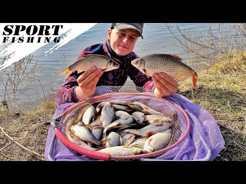 Видео: ПЛОТВА ПОШЛА! Весенний ход плотвы на Днепре! Крупная плотва на фидер ранней весной перед нерестом!